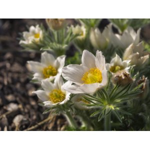 Poniklec obyčajný (Pulsatilla vulgaris) ´PULSAR WHITE´ - kont. P9